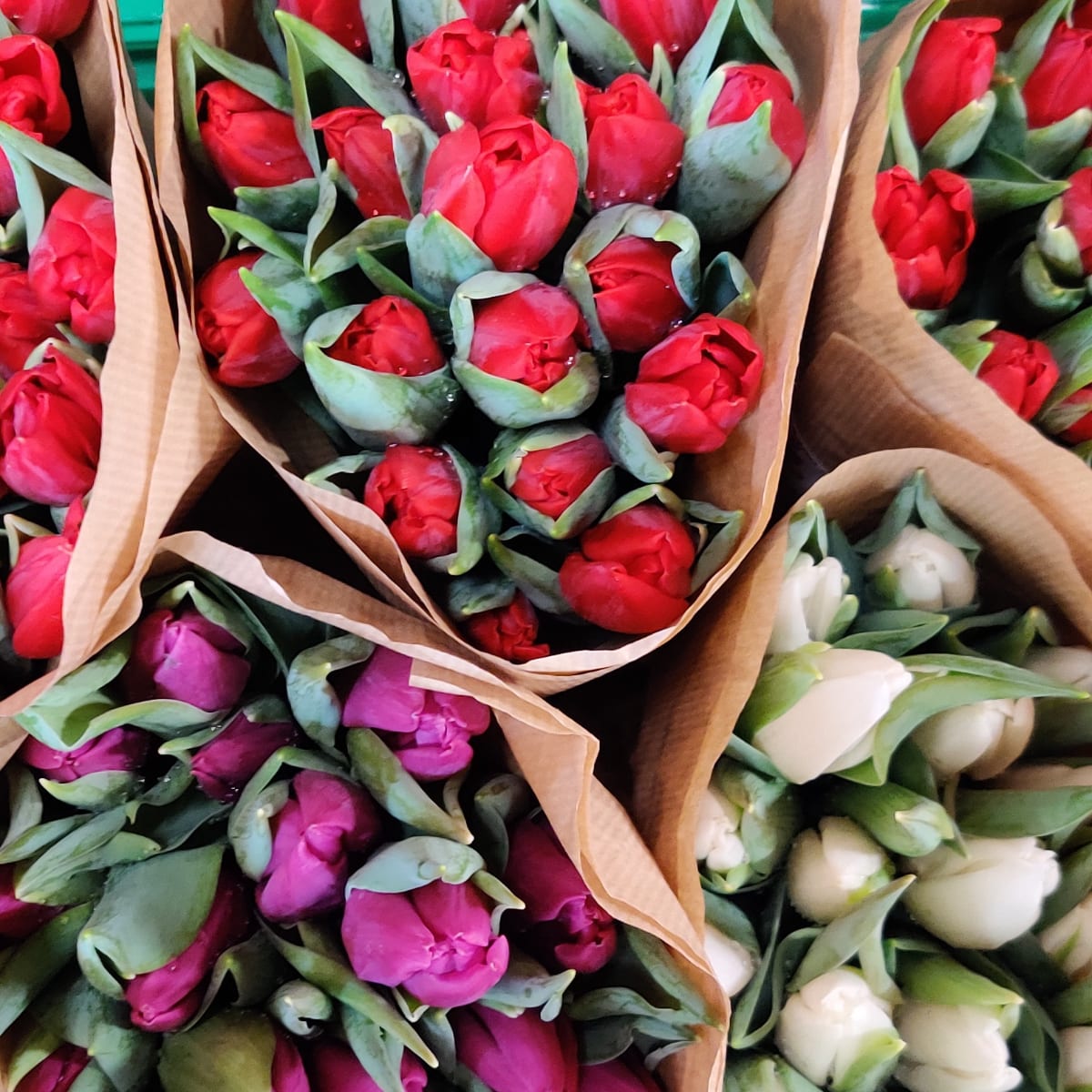 Tulipaner i buket